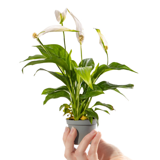 Baby Peace Lily Plant Spathiphyllum Pearl Cupido Small Indoor Gift Houseplant