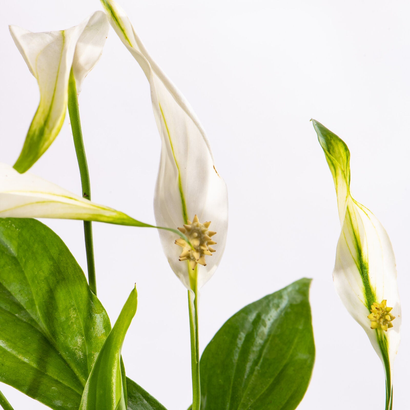 Baby Peace Lily Plant Spathiphyllum Pearl Cupido Small Indoor Gift Houseplant