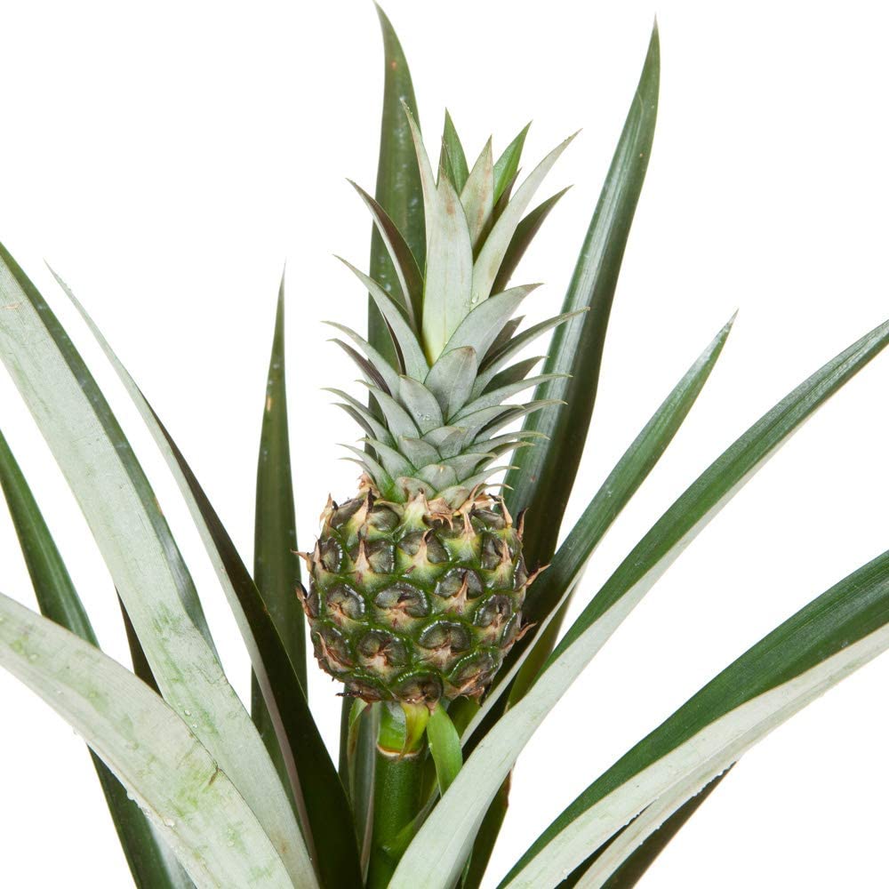 Edible Indoor Pineapple House Plant in a 14cm Pot Already in Fruit 50cm Tall - Indoor Plants Real Grow Your Own Pinapple Plant at Home