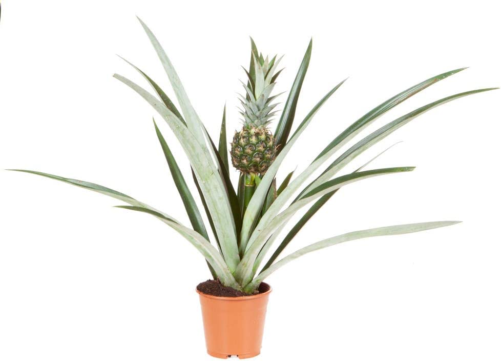 Edible Indoor Pineapple House Plant in a 14cm Pot Already in Fruit 50cm Tall - Indoor Plants Real Grow Your Own Pinapple Plant at Home