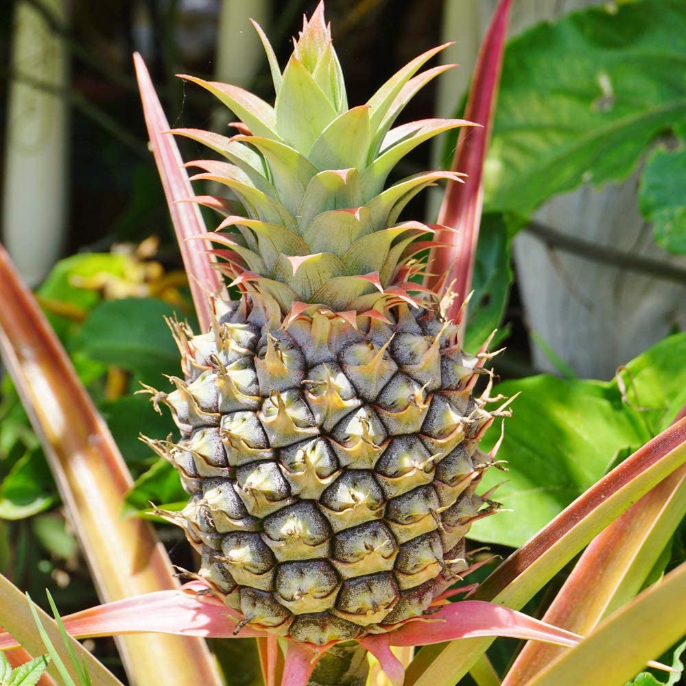 Edible Indoor Pineapple House Plant in a 14cm Pot Already in Fruit 50cm Tall - Indoor Plants Real Grow Your Own Pinapple Plant at Home