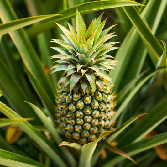 Edible Indoor Pineapple House Plant in a 14cm Pot Already in Fruit 50cm Tall - Indoor Plants Real Grow Your Own Pinapple Plant at Home