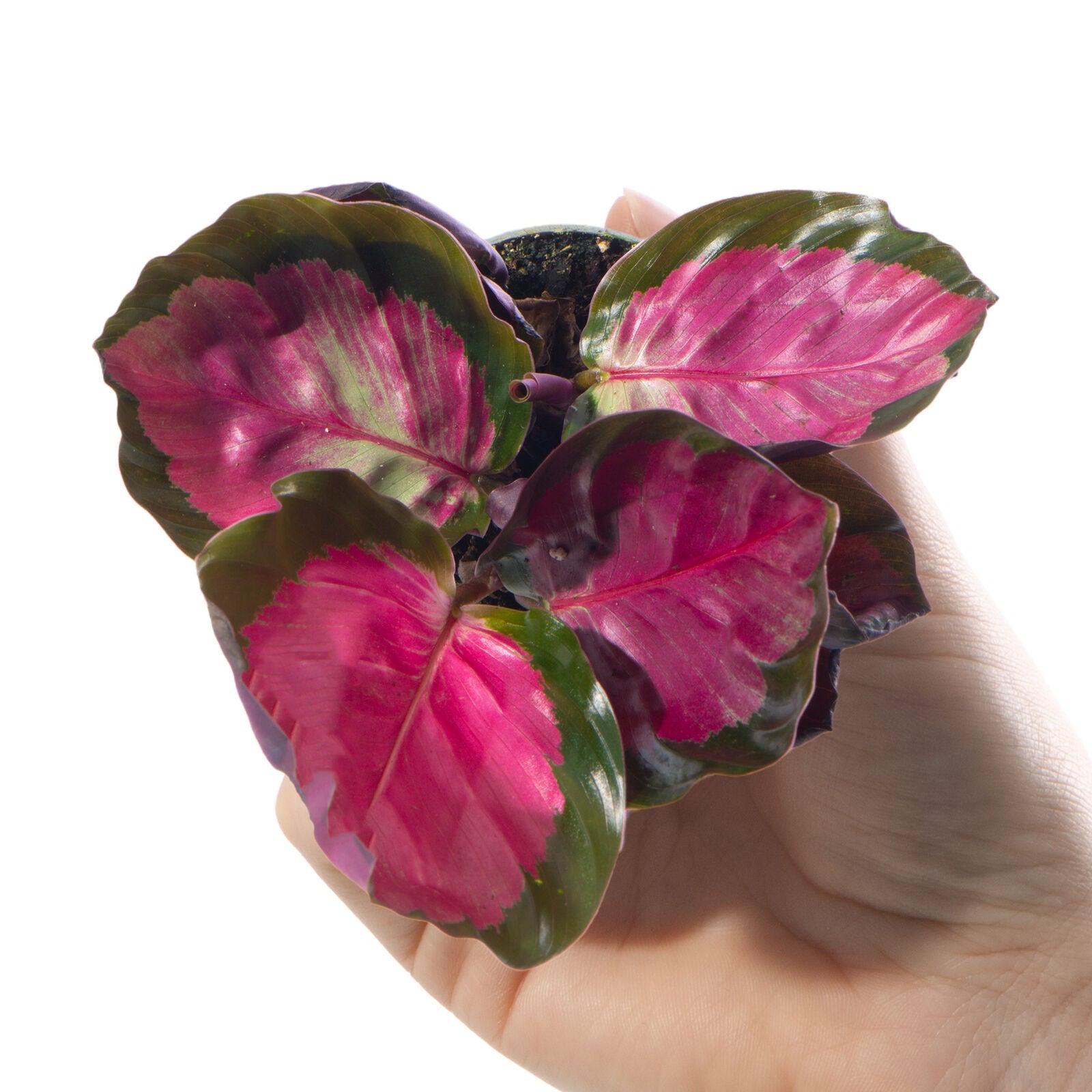 Baby Prayer Plant Calathea Purple Roseopicta Rosy Evergreen Small Houseplant