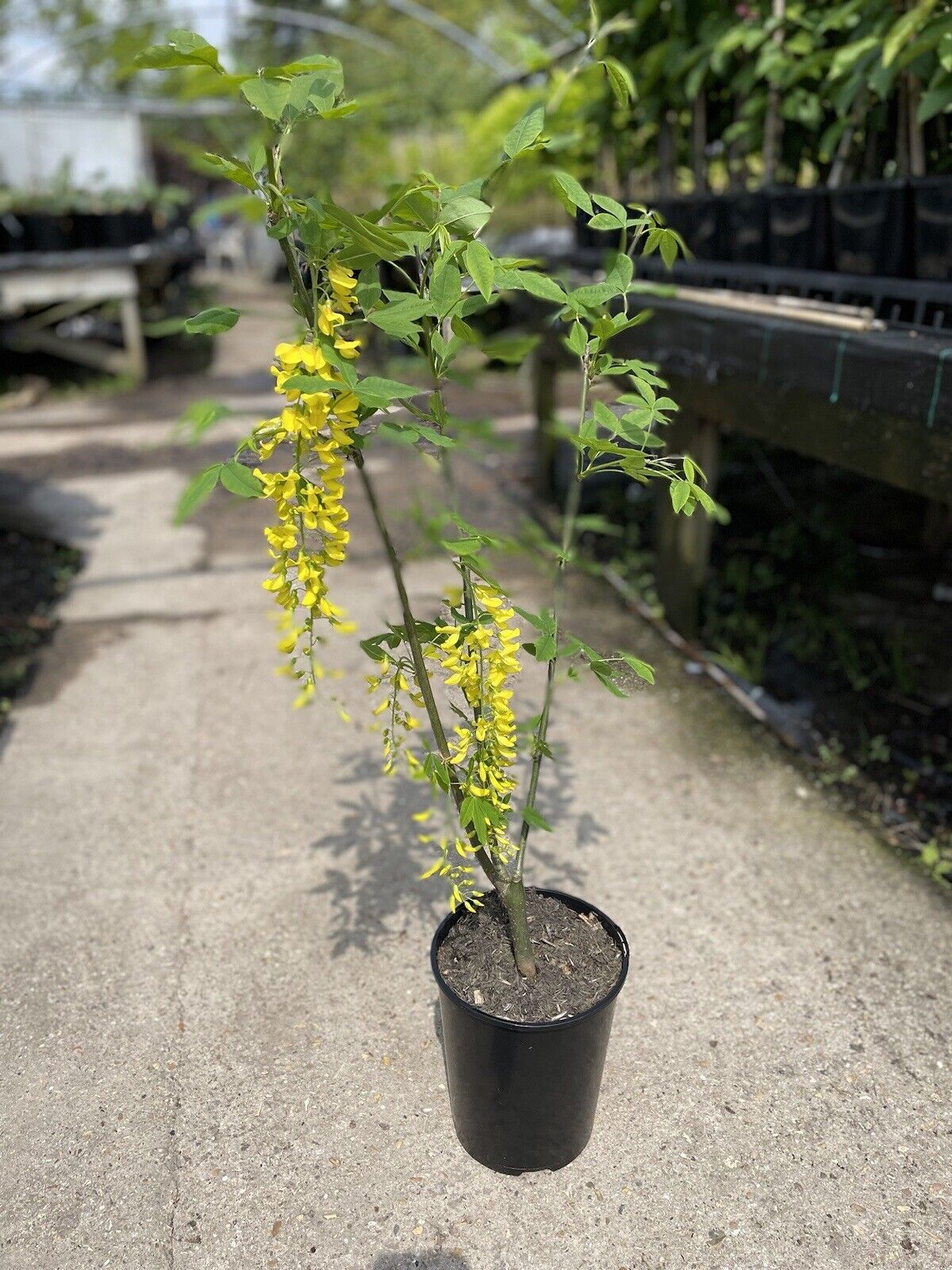 Laburnum Vossii plant 3L 40-60cm Multistem, Golden Rain Tree