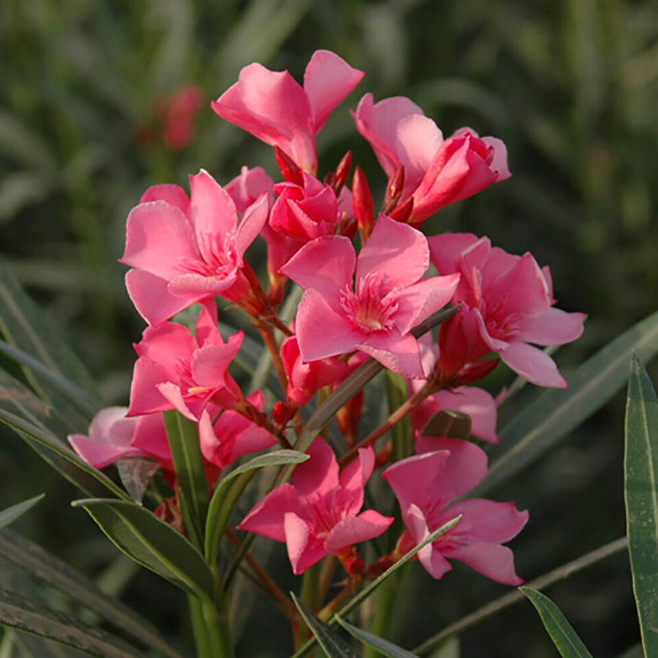 Premium Oleander Bush in 15cm pot