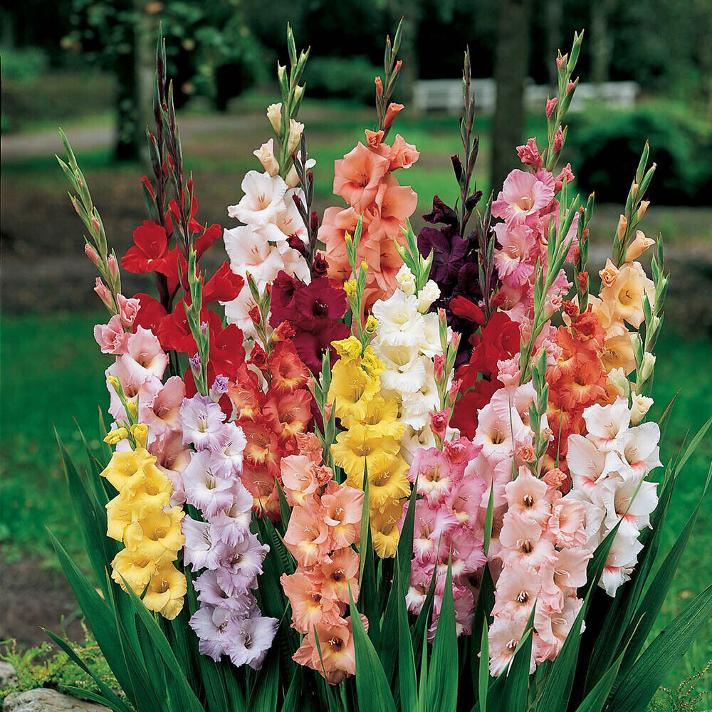 Summer Flowering Bulb Mix, 300 Bulbs, 7 Varieties, Summer Long Colour