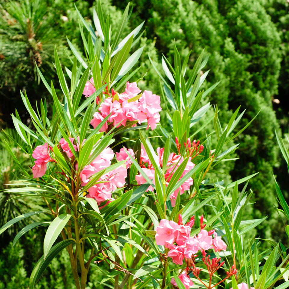 Premium Oleander Bush in 15cm pot