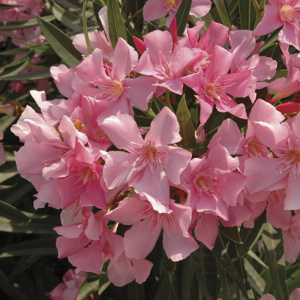 Premium Oleander Bush in 15cm pot