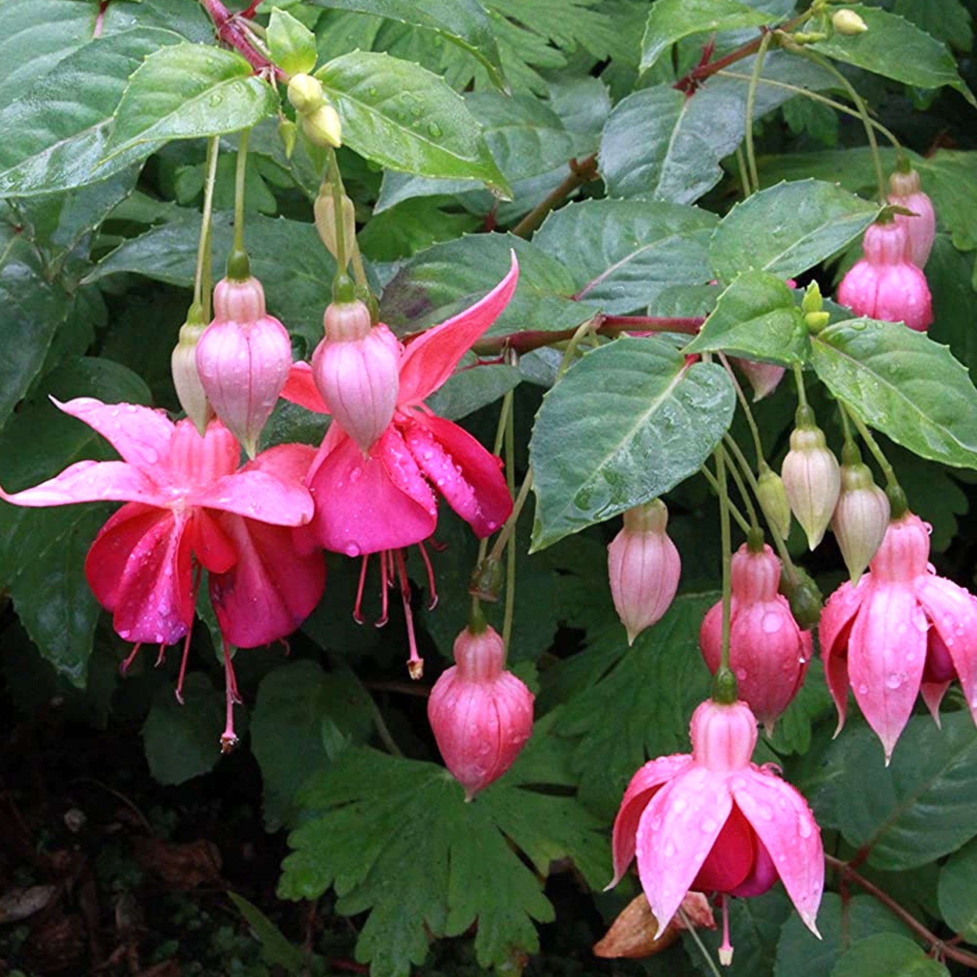 Fuchsia Garden News | Colourful Outdoor Garden Ready Potted Hardy Shrubs Plants