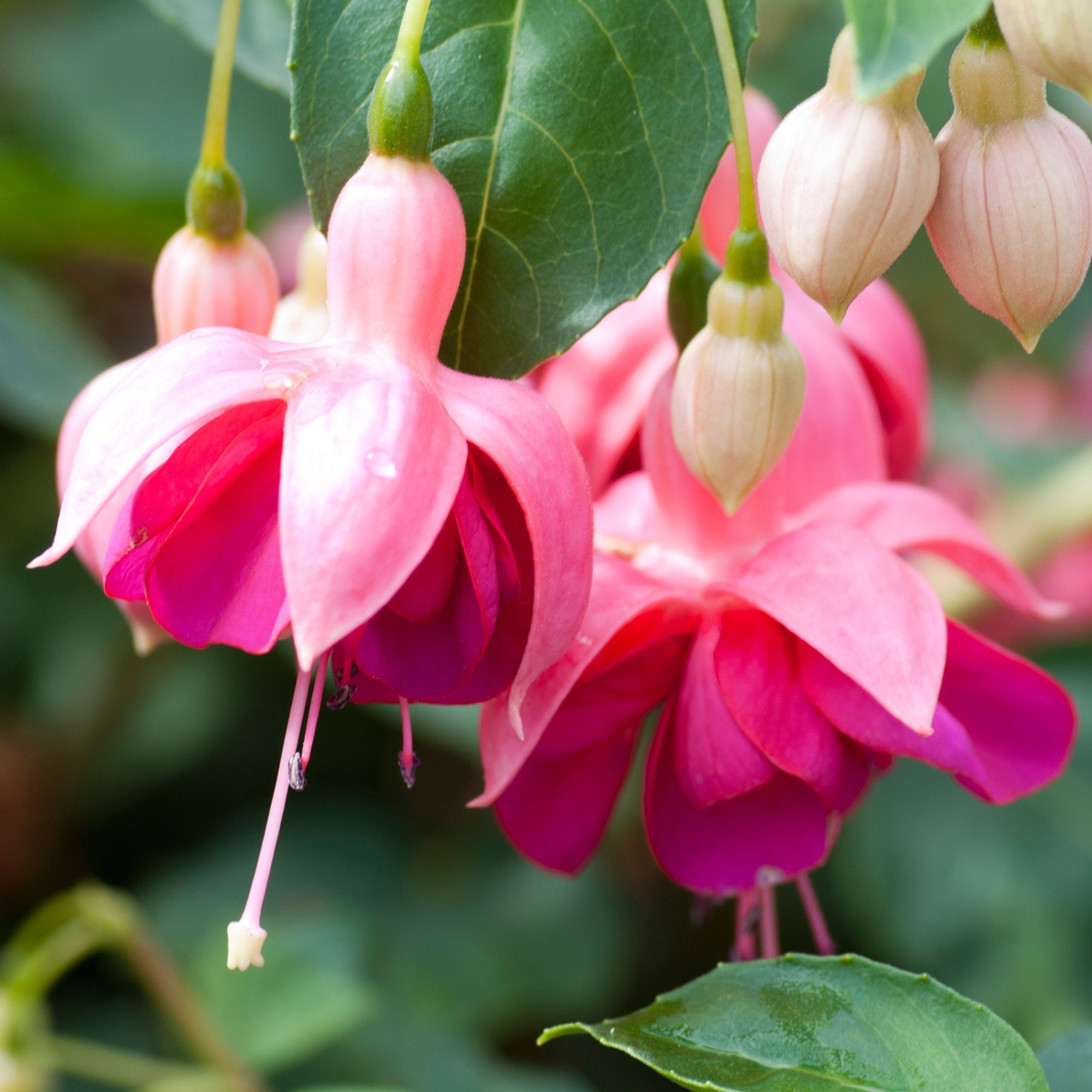 Fuchsia Garden News | Colourful Outdoor Garden Ready Potted Hardy Shrubs Plants