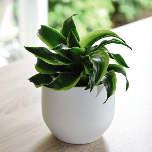 Dracaena Tender Shrub Indoor Feature House Plant 'Tornado' 12cm Pot