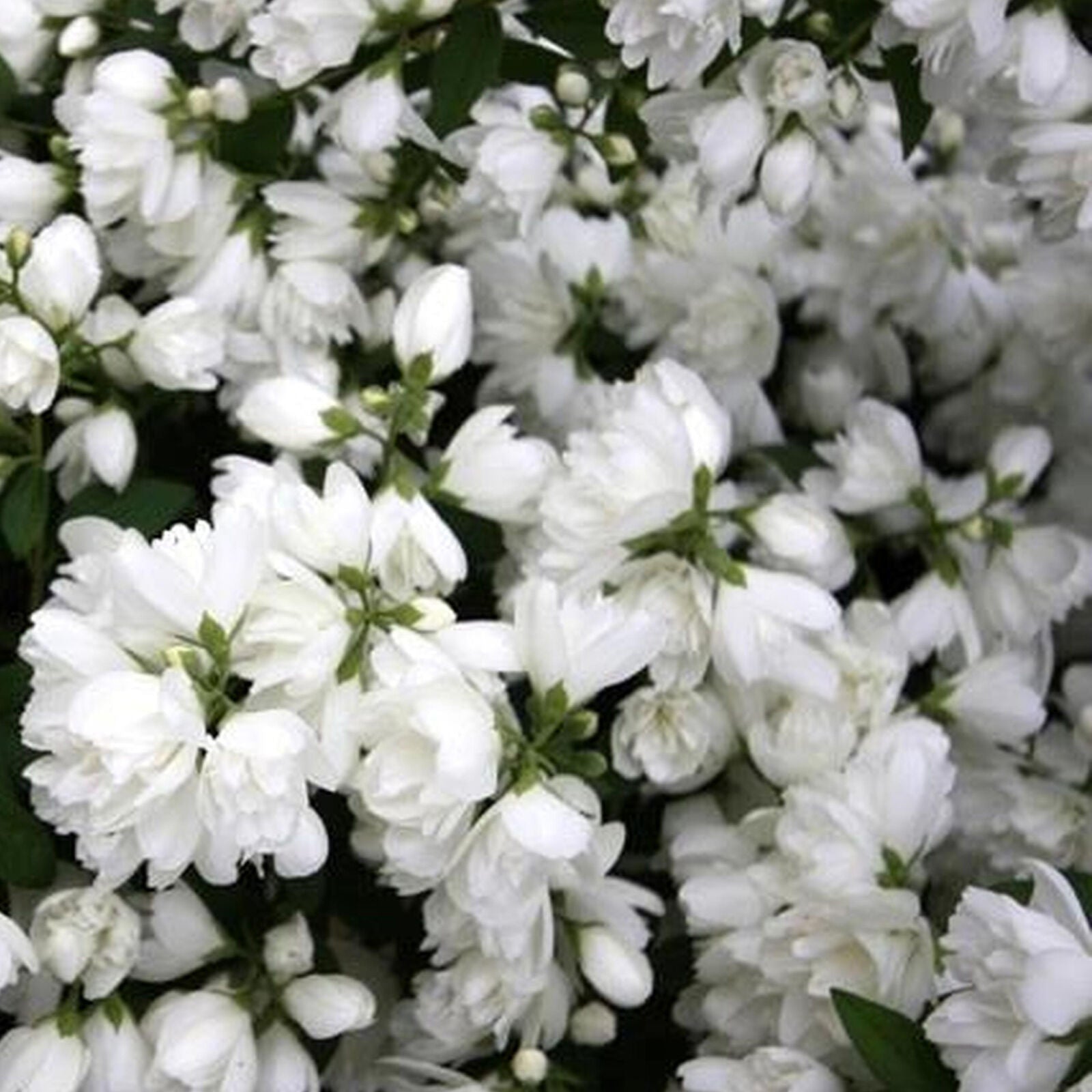 Philadelphus 'Snowbelle' Deciduous Mock Orange Fragrant Shrub | 9cm Pot