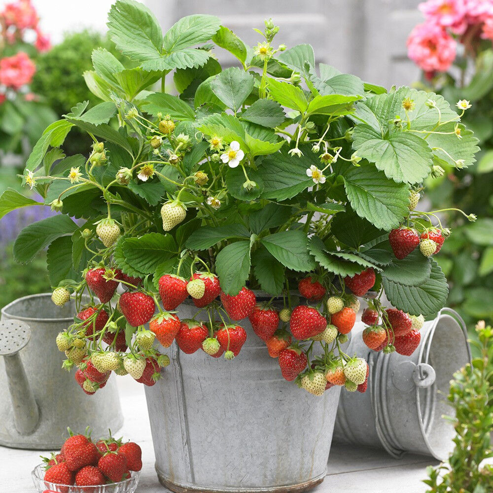 5 X STRAWBERRY SWEETHEART BAREROOT FRUIT GARDEN PLANTS POTTING GRADE