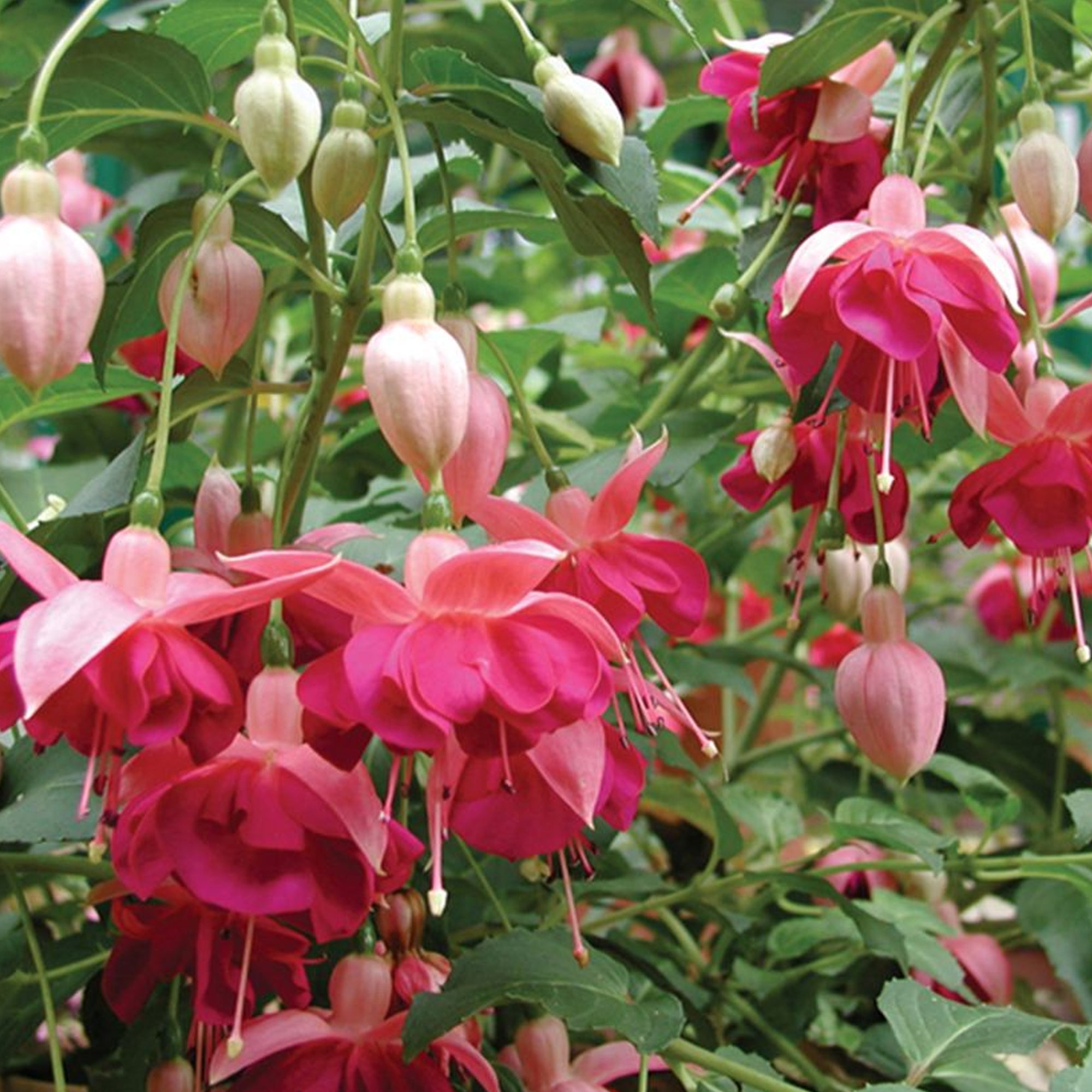 Fuchsia Garden News | Colourful Outdoor Garden Ready Potted Hardy Shrubs Plants