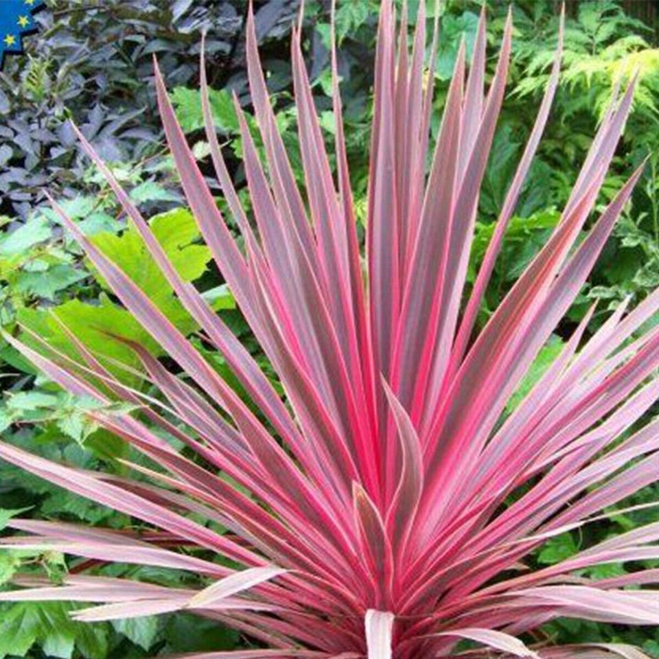 Cordyline australis Charlie Boy-Cabbage Palm Plant in 2 L pot