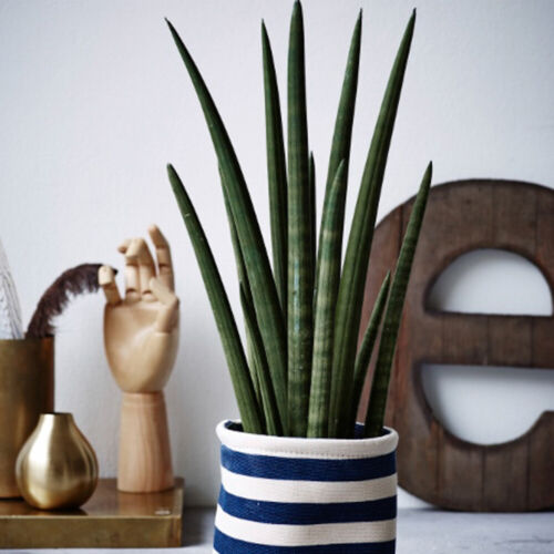 Sansevieria House Plant 'Fernwood' Tender African Spear 9cm Pot