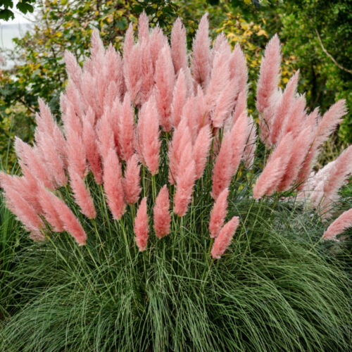 Cortaderia selloana 'Rosea' Pink Evergreen Perennial Pampas Grass | 12cm Pot