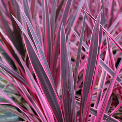 Cordyline australis 'Pink Passion' Cabbage Palm Herbaceous Shrub | 9cm Pot