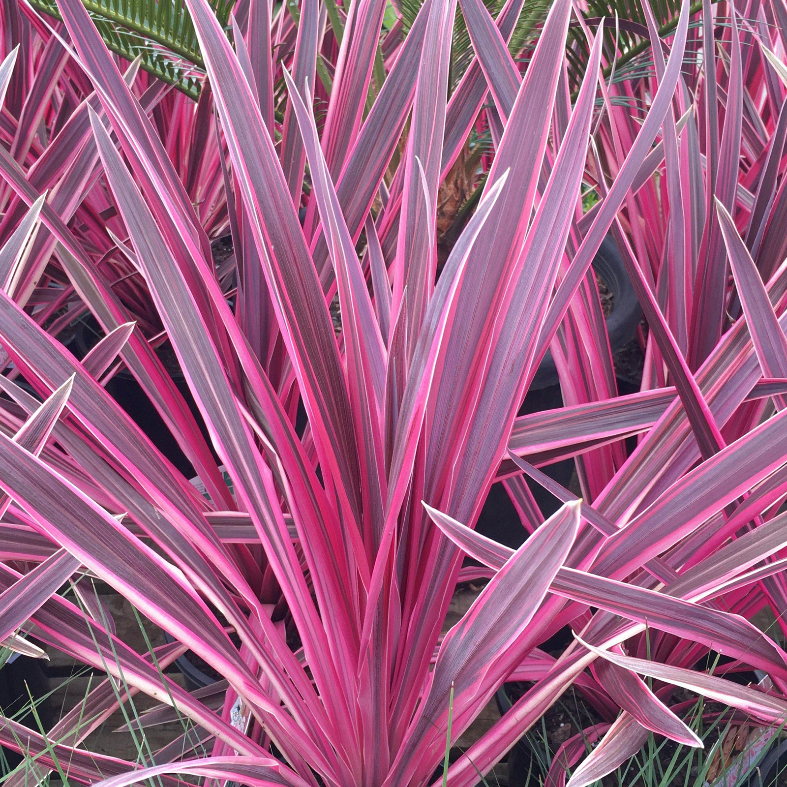 Cordyline australis 'Pink Passion' Cabbage Palm Herbaceous Shrub | 9cm Pot