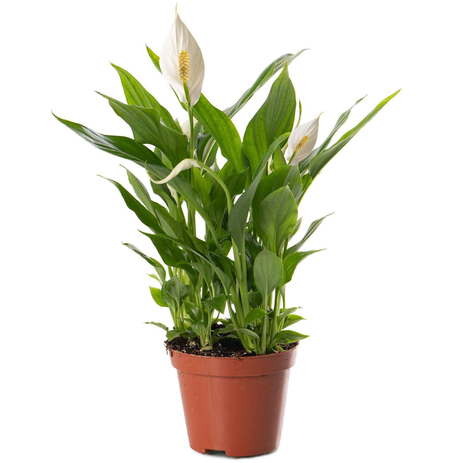 Spathiphyllum Peace Lily Large Indoor house Plant Purify The Air In Your Home