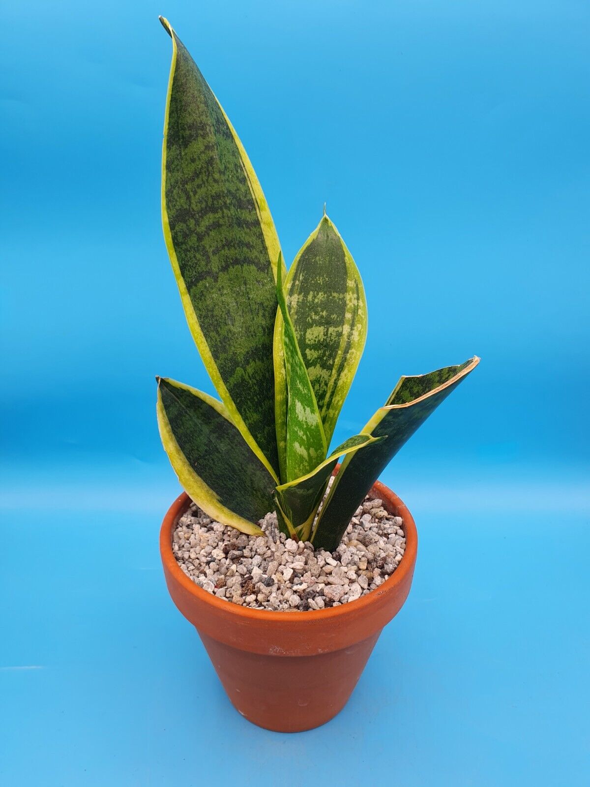 Dracaena 'Futura Superba' Sansevieria trifasciata