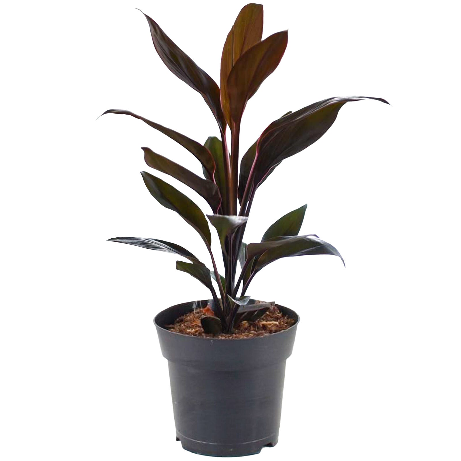 Premium Cordyline Tango | Evergreen Cabbage Palm for Home Office 30-40cm Potted