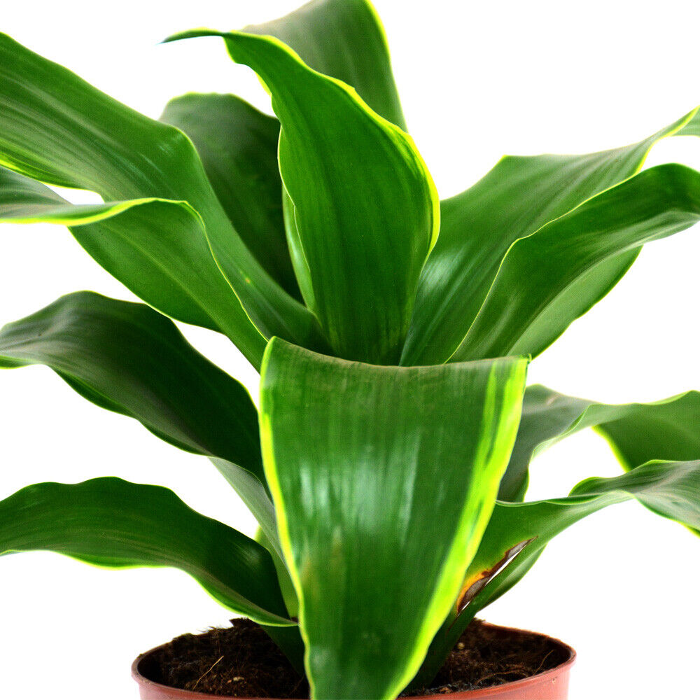 Dracaena Tender Shrub Indoor Feature House Plant 'Tornado' 12cm Pot