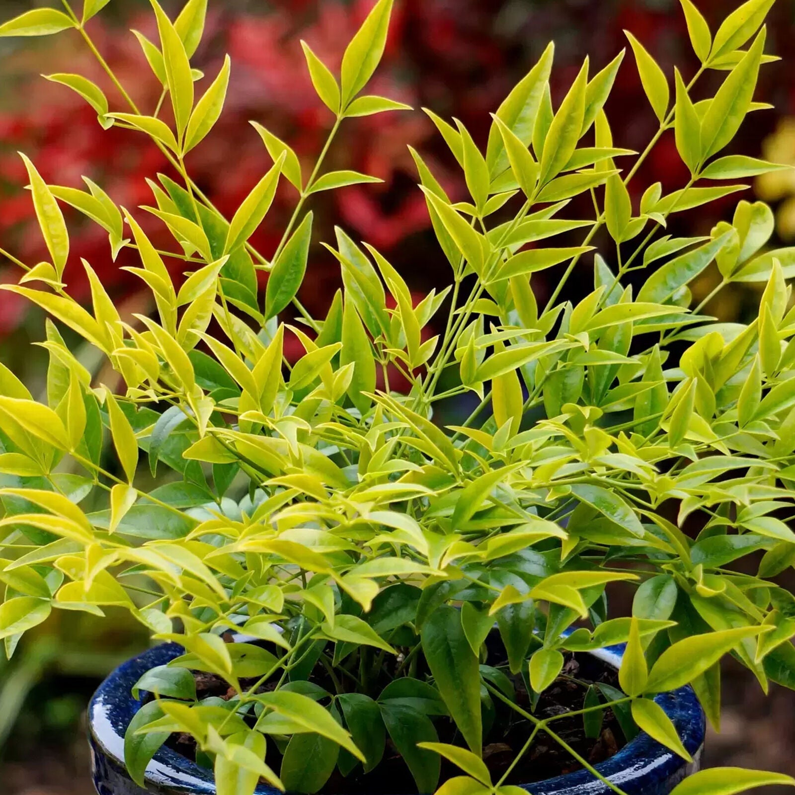 Nandina Brightlight Hardy Evergreen Outdoor Garden Ready Shrub in 9cm Plant Pot 20-30cm