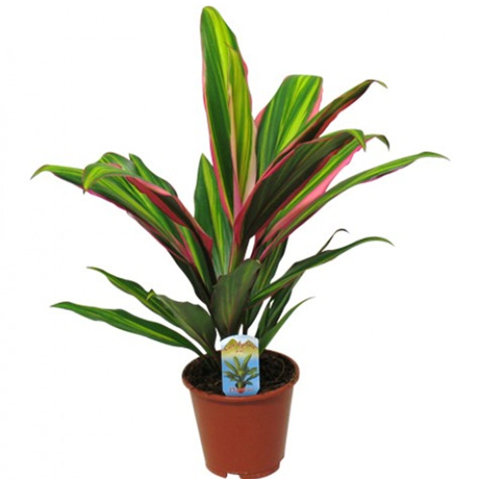 1 x Cordyline Kiwi for Sale | 30-40cm Potted Indoor Plant for Home or Office