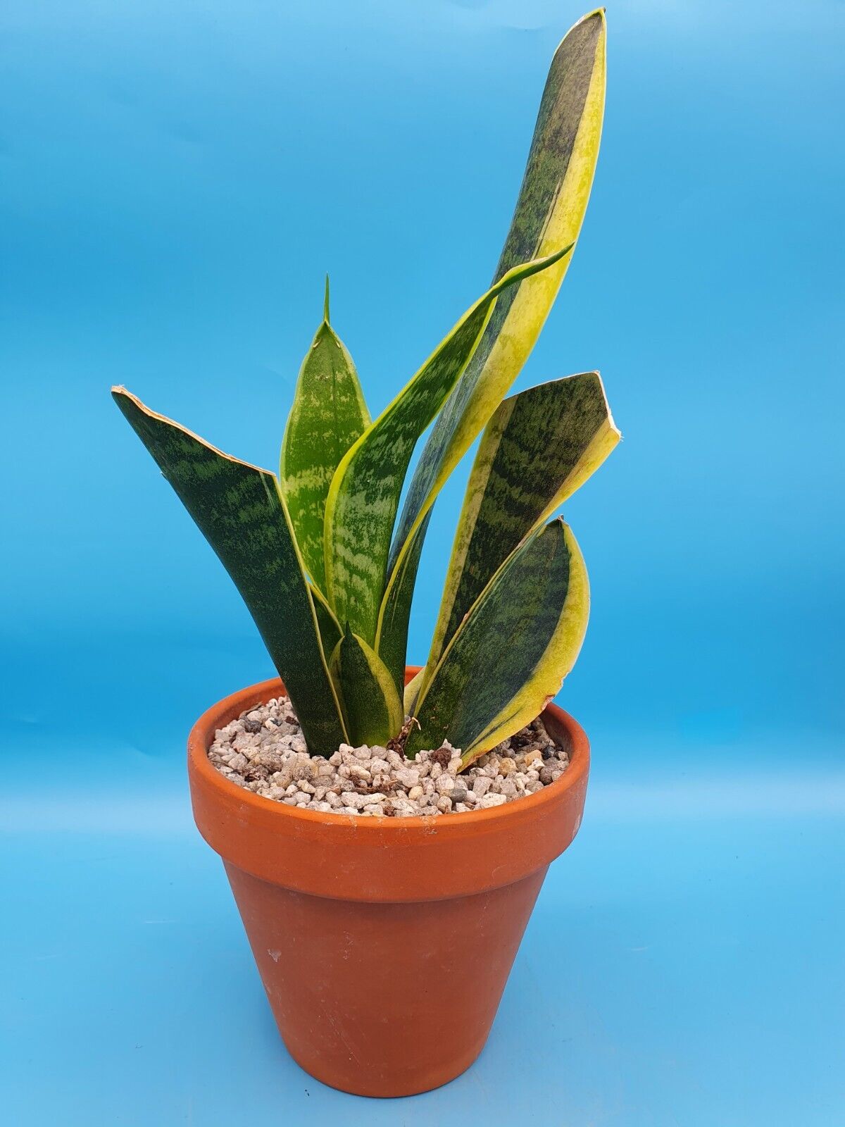 Dracaena 'Futura Superba' Sansevieria trifasciata