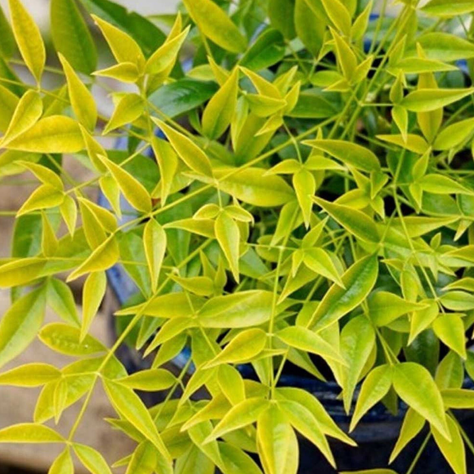 Nandina Brightlight Hardy Evergreen Outdoor Garden Ready Shrub in 9cm Plant Pot 20-30cm