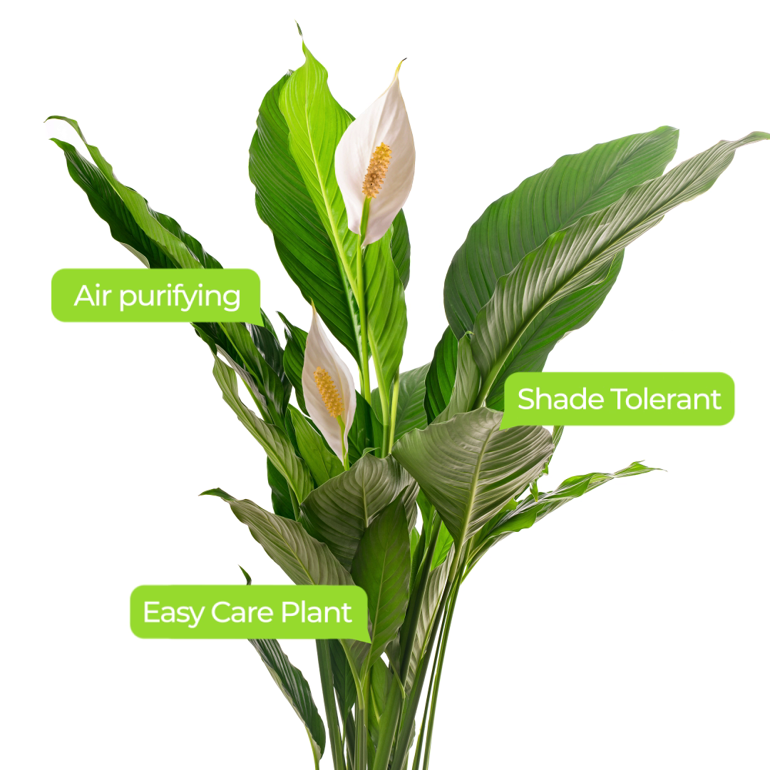 Spathiphyllum Peace Lily Large Indoor house Plant Purify The Air In Your Home