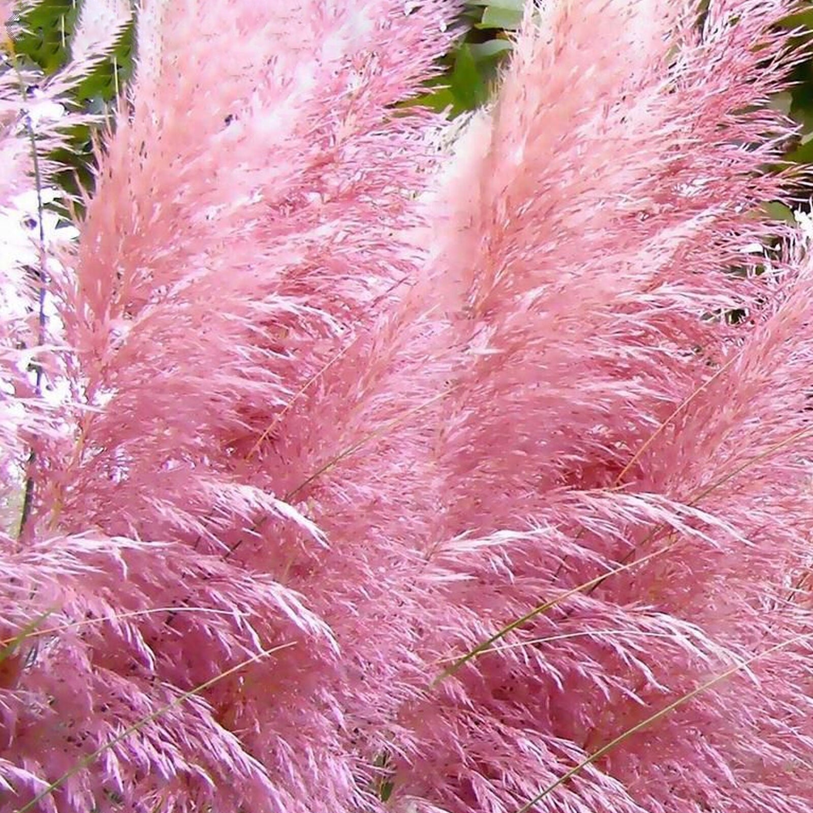 Cortaderia selloana 'Rosea' Pink Evergreen Perennial Pampas Grass | 12cm Pot