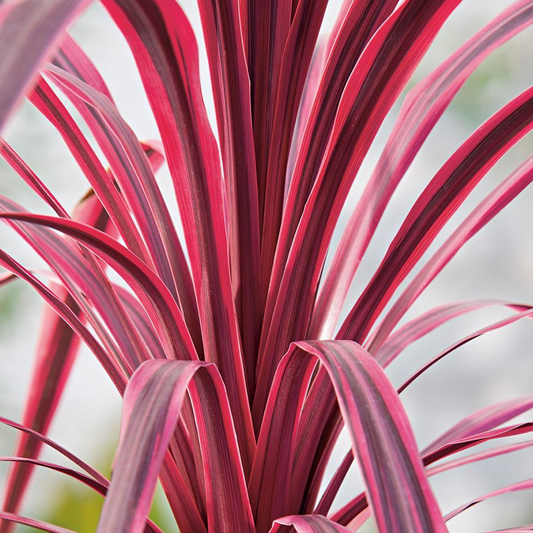 Cordyline australis 'Pink Passion' Cabbage Palm Herbaceous Shrub | 9cm Pot