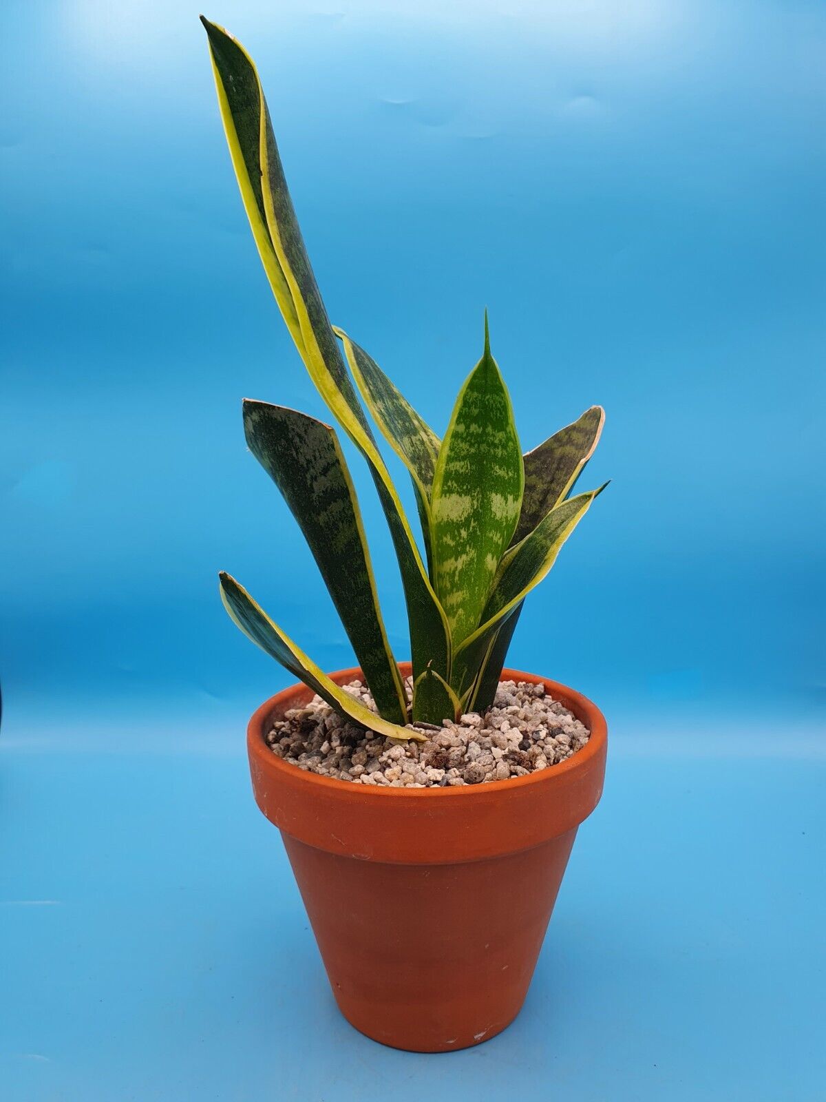 Dracaena 'Futura Superba' Sansevieria trifasciata