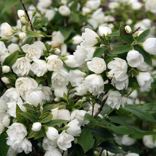 Philadelphus 'Snowbelle' Deciduous Mock Orange Fragrant Shrub | 9cm Pot