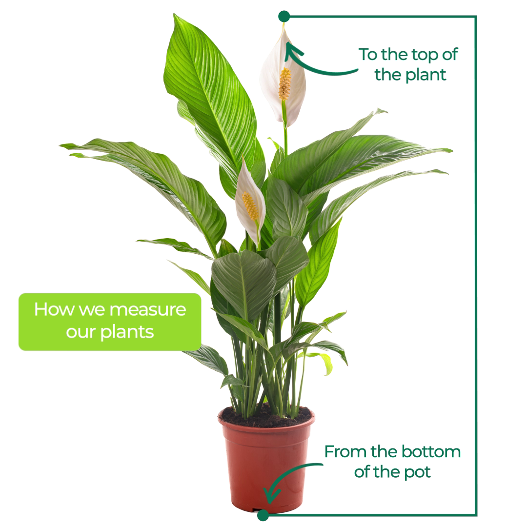 Spathiphyllum Peace Lily Large Indoor house Plant Purify The Air In Your Home