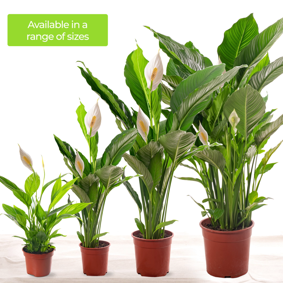 Spathiphyllum Peace Lily Large Indoor house Plant Purify The Air In Your Home