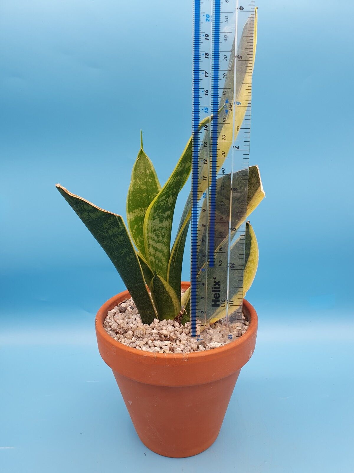 Dracaena 'Futura Superba' Sansevieria trifasciata