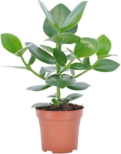 Autograph Tree - Clusia Rosea 25-30cm In Height - Indoor House Plant