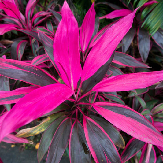 Premium Cordyline Tango | Evergreen Cabbage Palm for Home Office 30-40cm Potted