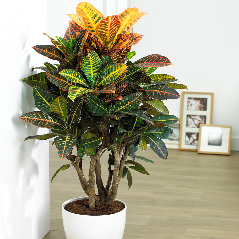 Codiaeum Petra Plant - Vibrant Indoor Decorative Office Houseplant In 13cm Pot