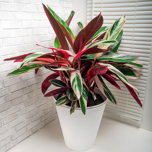 Calathea Triostar Large Indoor House Plant Real Tropical Evergreen Tall Plants