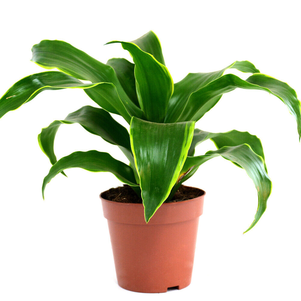 Dracaena Tender Shrub Indoor Feature House Plant 'Tornado' 12cm Pot