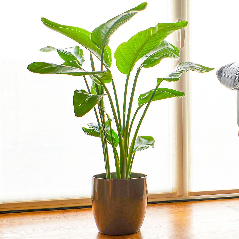 Strelitzia nicolai 35-45cm Potted White Bird of Paradise | Indoor Plant Gift |