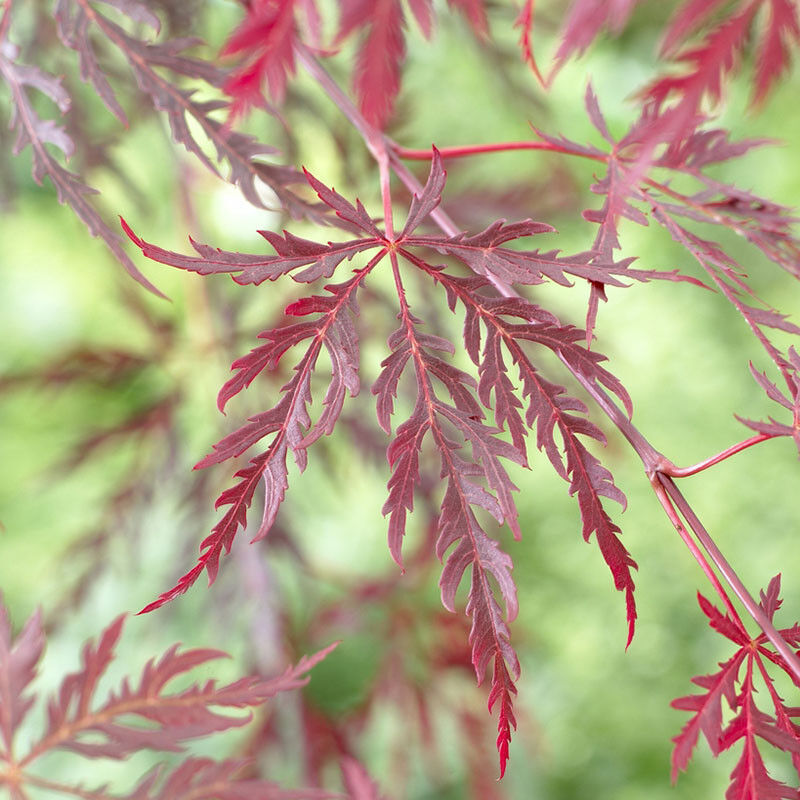 Japanese Acer palmatum 'Dissectum Garnet' in a 3L Pot Red Purple