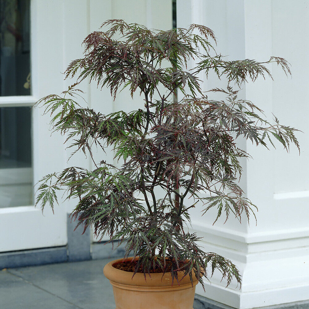 Japanese Acer palmatum 'Dissectum Garnet' in a 3L Pot Red Purple