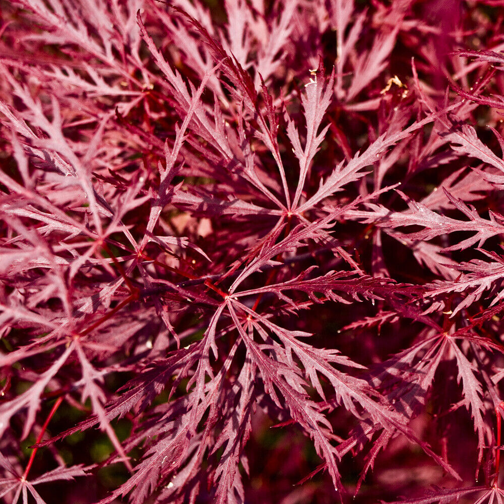 Japanese Acer palmatum 'Dissectum Garnet' in a 3L Pot Red Purple