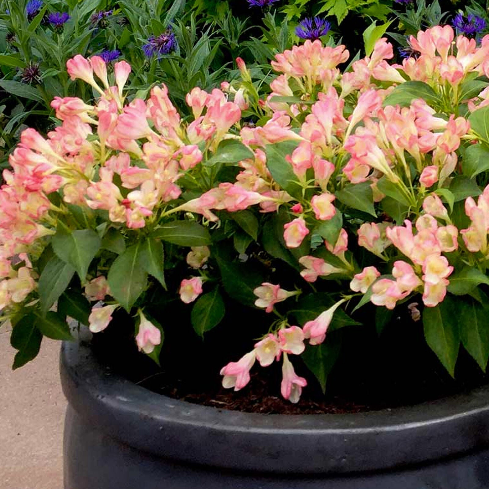 Weigela All Summer Peach | Outdoor Garden Ready Deciduous Potted Shrubs Plants