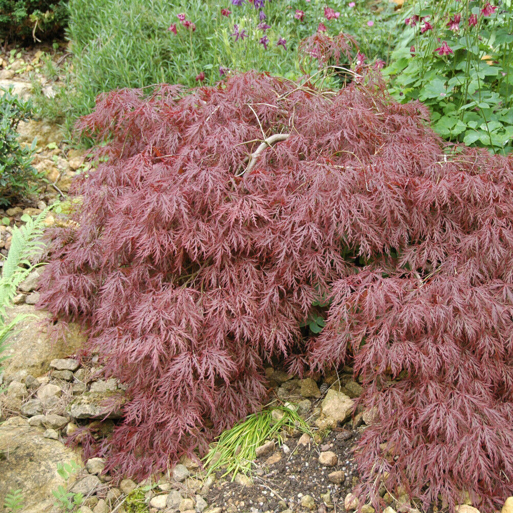 Japanese Acer palmatum 'Dissectum Garnet' in a 3L Pot Red Purple